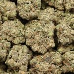 Platinum Death Bubba AAAA+ Indica Craft von Monkey Stash