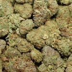 Alaskan Thunder Fuck